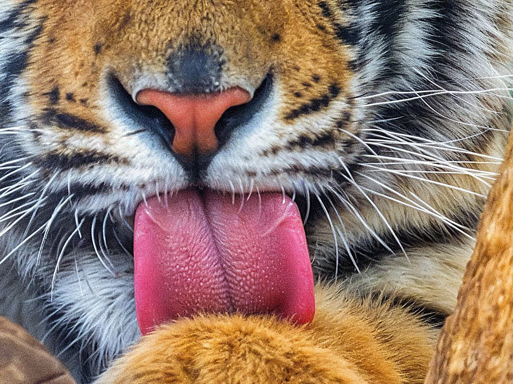 Vorwerk: Photo: The picture shows a tiger licking its fur with its rough tongue.