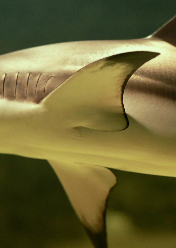 Vorwerk: Photo: A close-up of a shark.