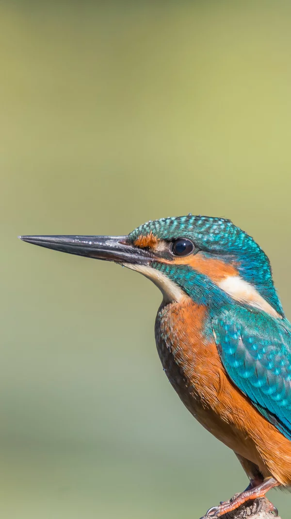 Vorwerk: Photo: The picture shows a beautiful kingfisher in close-up.