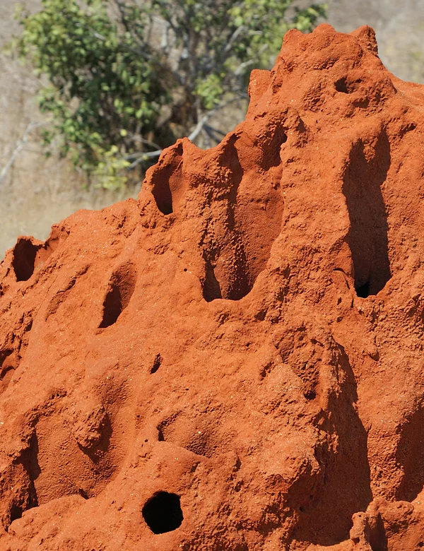Vorwerk: Photo: A termite mound.