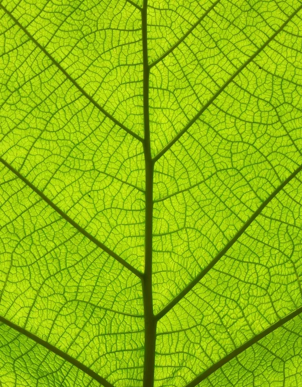 Vorwerk: Photo: The photo shows a close-up of a tree leaf through which the sun is shimmering.