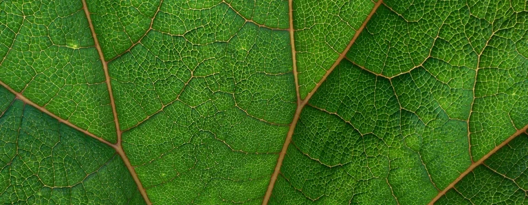 Vorwerk: Photo: A close-up of a leaf.